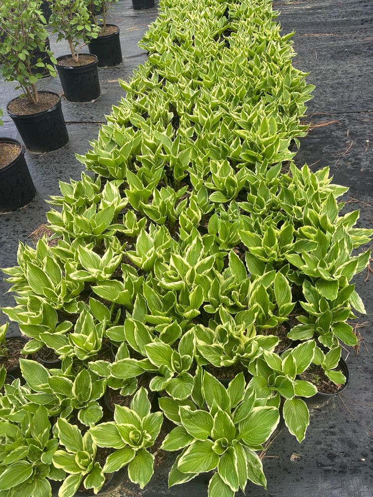 hosta-fortunei-albomarginata-plantain-lily