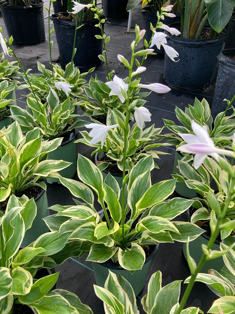 hosta-fortunei-plantain-lily