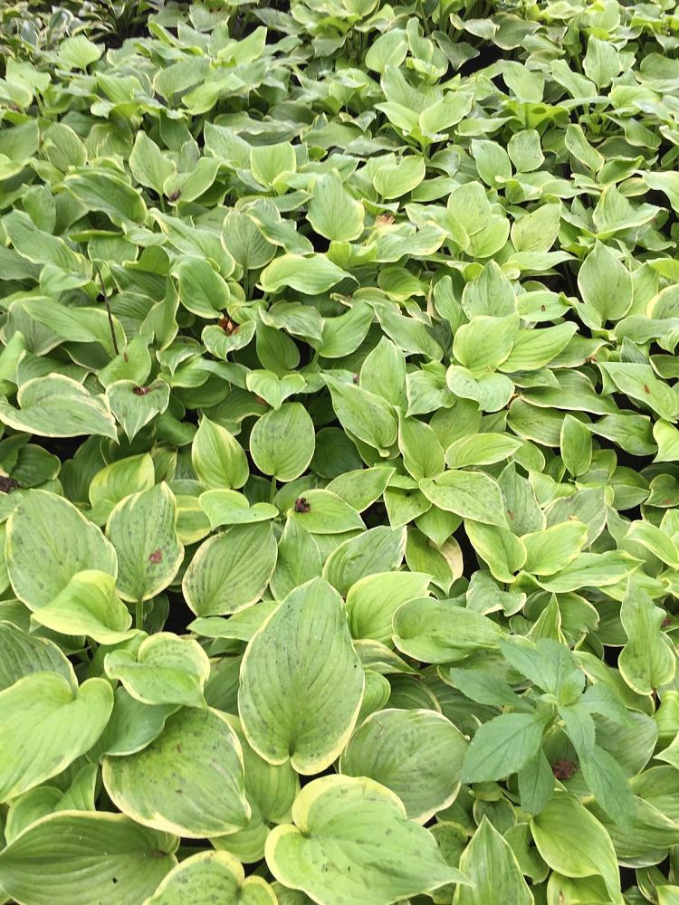 hosta-fragrant-bouquet-plantain-lily