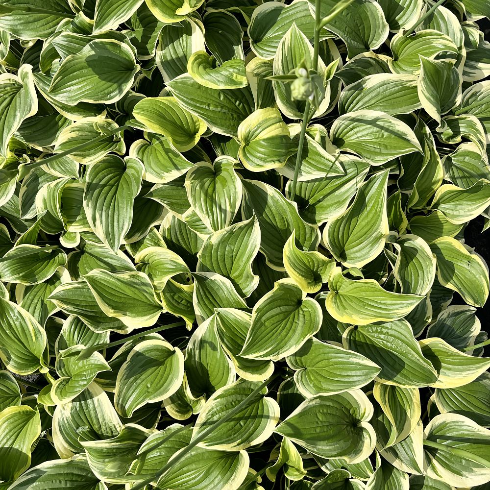 hosta-fragrant-dream