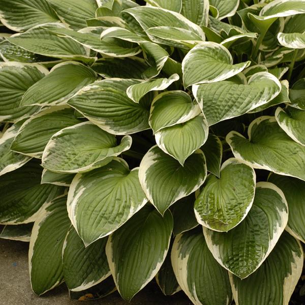 hosta-francee-plantain-lily