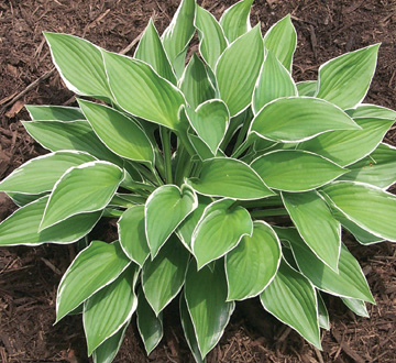 hosta-francee-plantain-lily