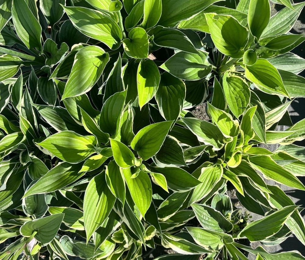 hosta-francee-plantain-lily