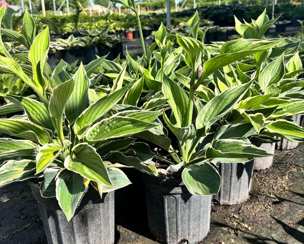 hosta-francee-plantain-lily