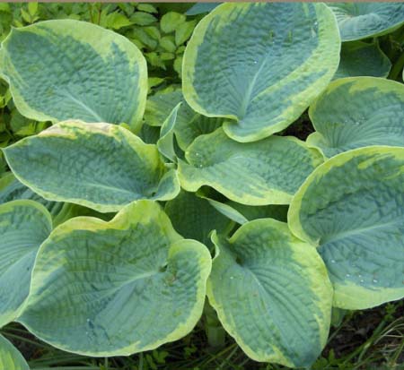 hosta-frances-williams-plantain-lily