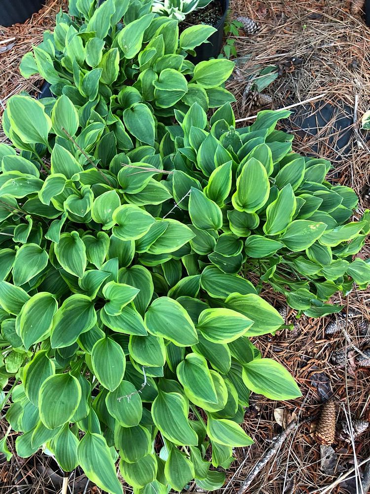 hosta-golden-tiara-plantain-lily