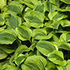 hosta-grand-tiara-plantain-lily