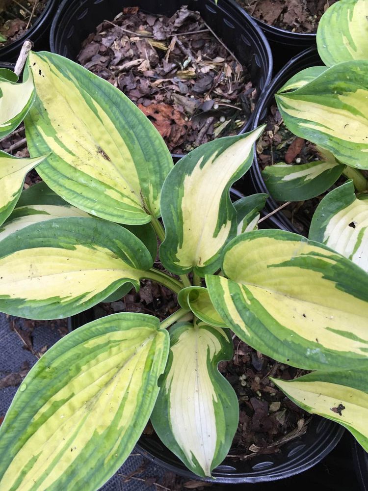 hosta-great-expectations-plantain-lily