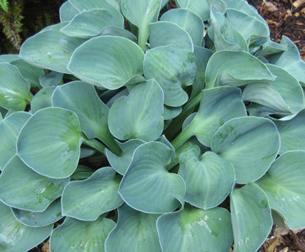 hosta-green-mouse-ears