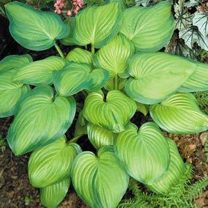 hosta-guacamole-plantain-lily