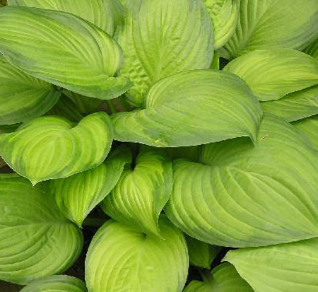 hosta-guacamole-plantain-lily