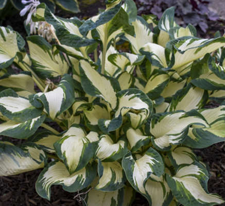 hosta-hans