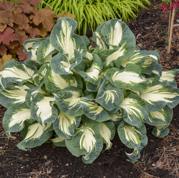 hosta-hans