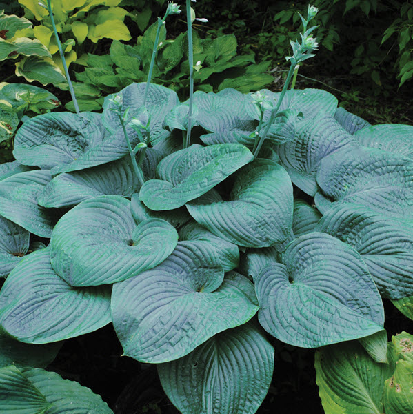 hosta-humpback-whale
