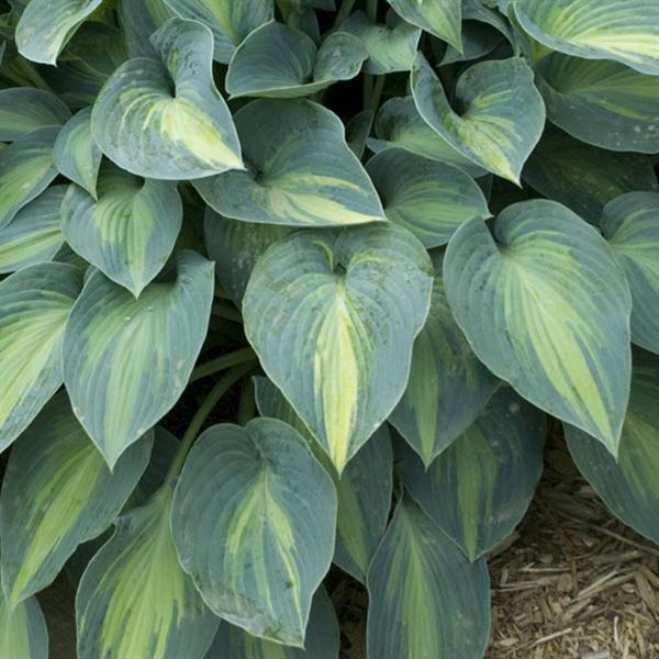hosta-june-plantain-lily