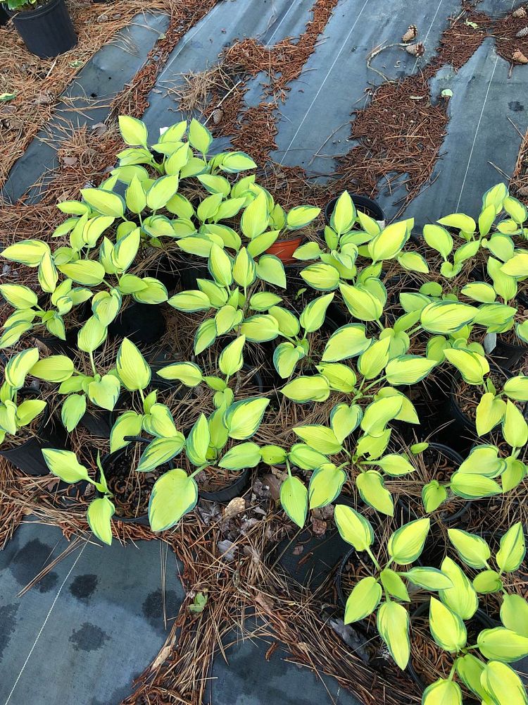 hosta-june-plantain-lily