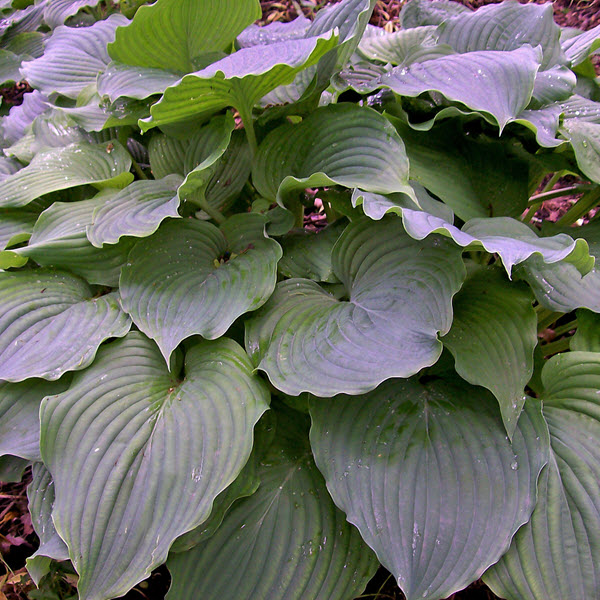 hosta-komodo-dragon