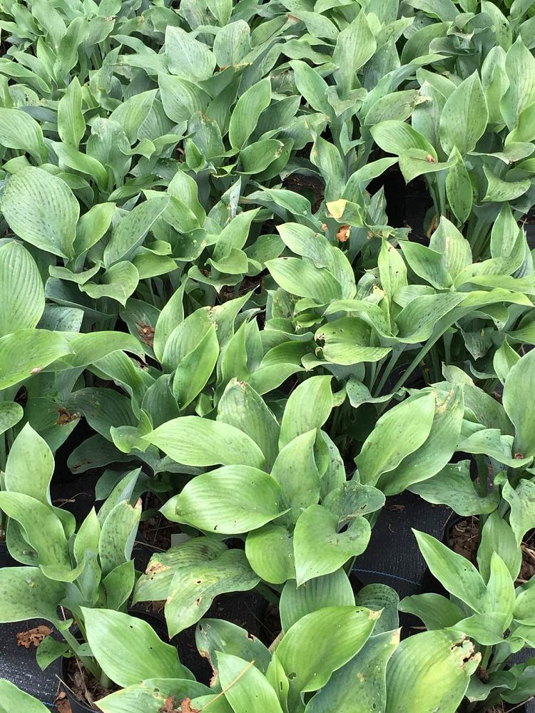 hosta-krossa-regal-plantain-lily