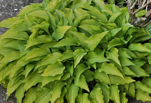 hosta-lemon-lime-plantain-lily