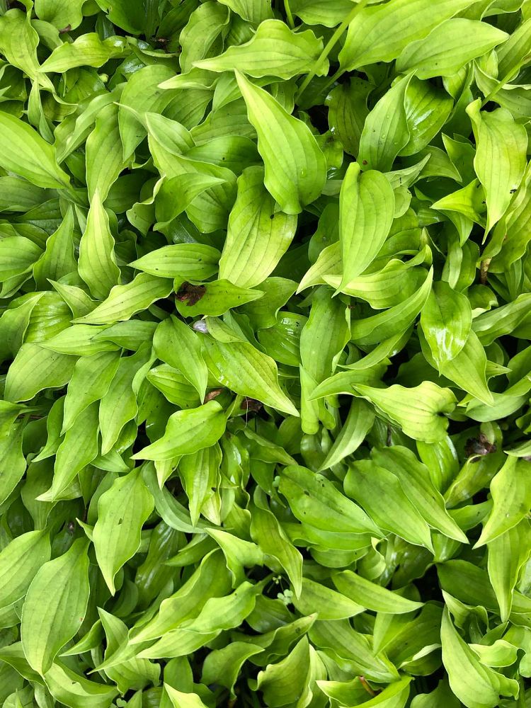 hosta-lemon-lime-plantain-lily