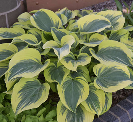 hosta-liberty