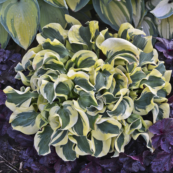 hosta-mini-skirt