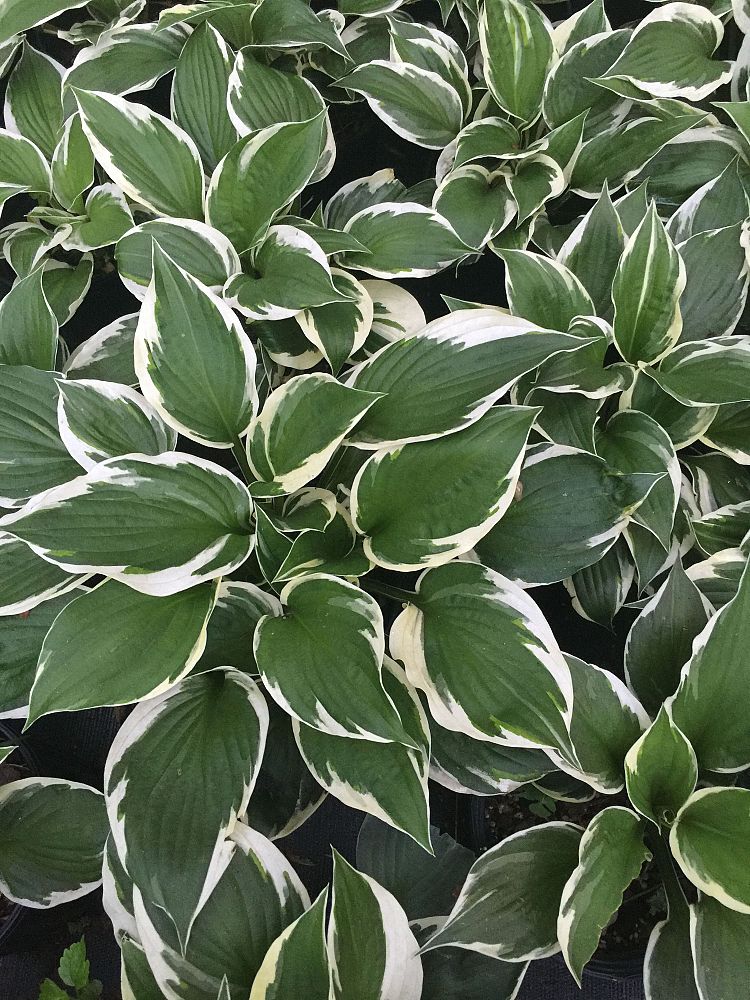 hosta-minuteman-plantain-lily