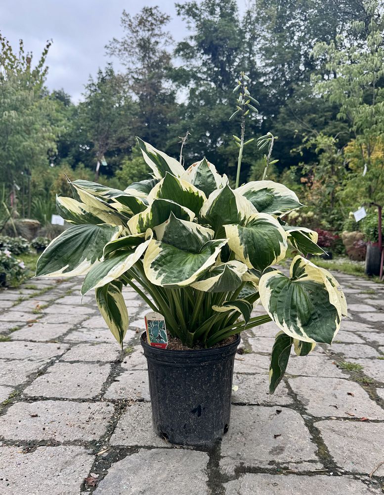 hosta-minuteman-plantain-lily