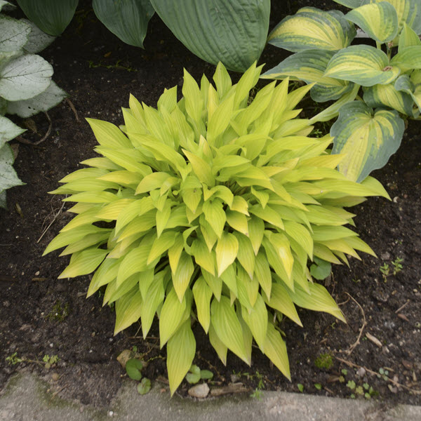 hosta-munchkin-fire