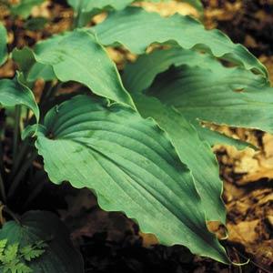 hosta-neptune