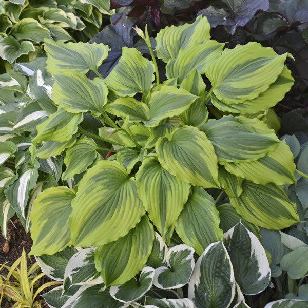 hosta-one-last-dance-plantain-lily