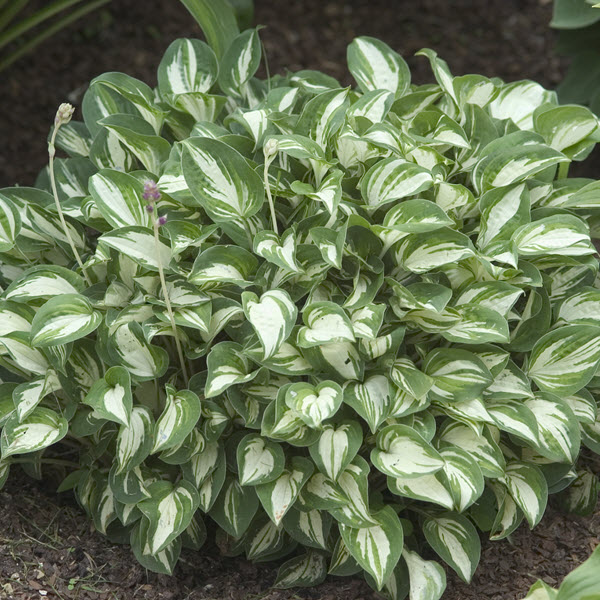 hosta-pandora-s-box-plantain-lily