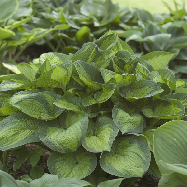 hosta-paradigm-plantain-lily