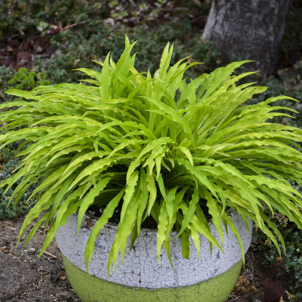 hosta-party-streamers