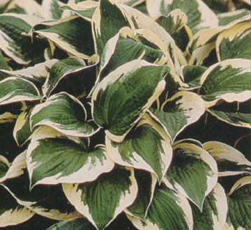 hosta-patriot-plantain-lily