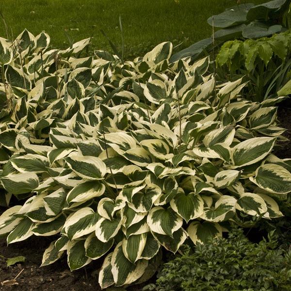 hosta-patriot-plantain-lily