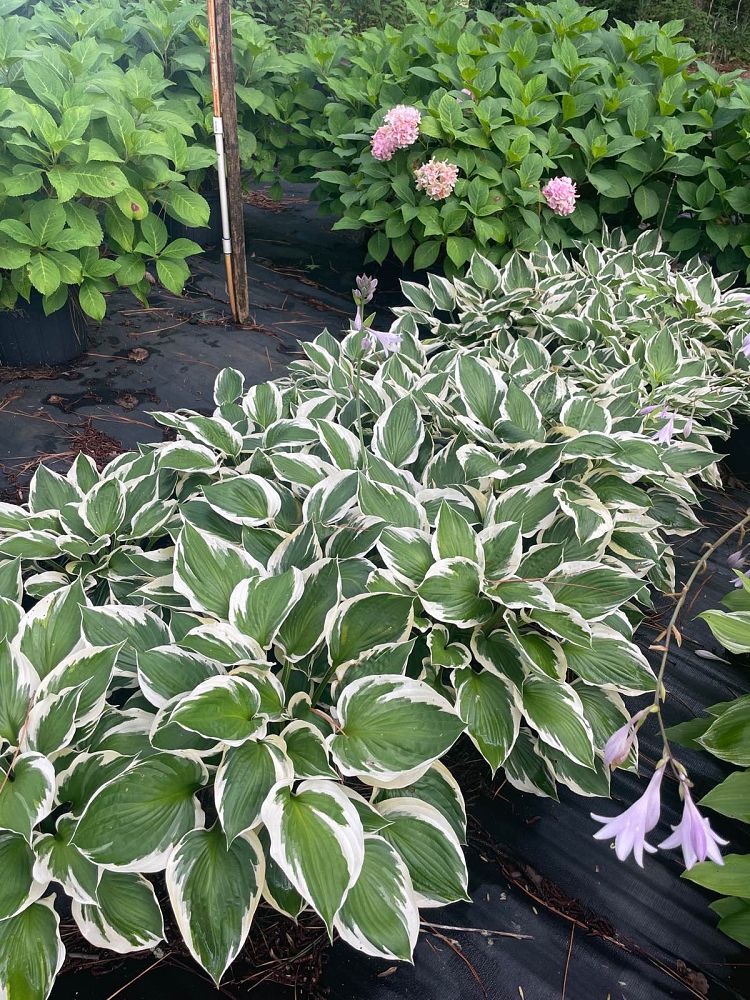 hosta-patriot-plantain-lily