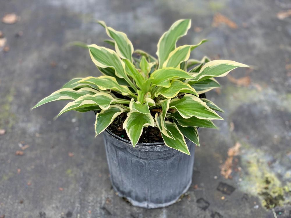 hosta-plantain-lily