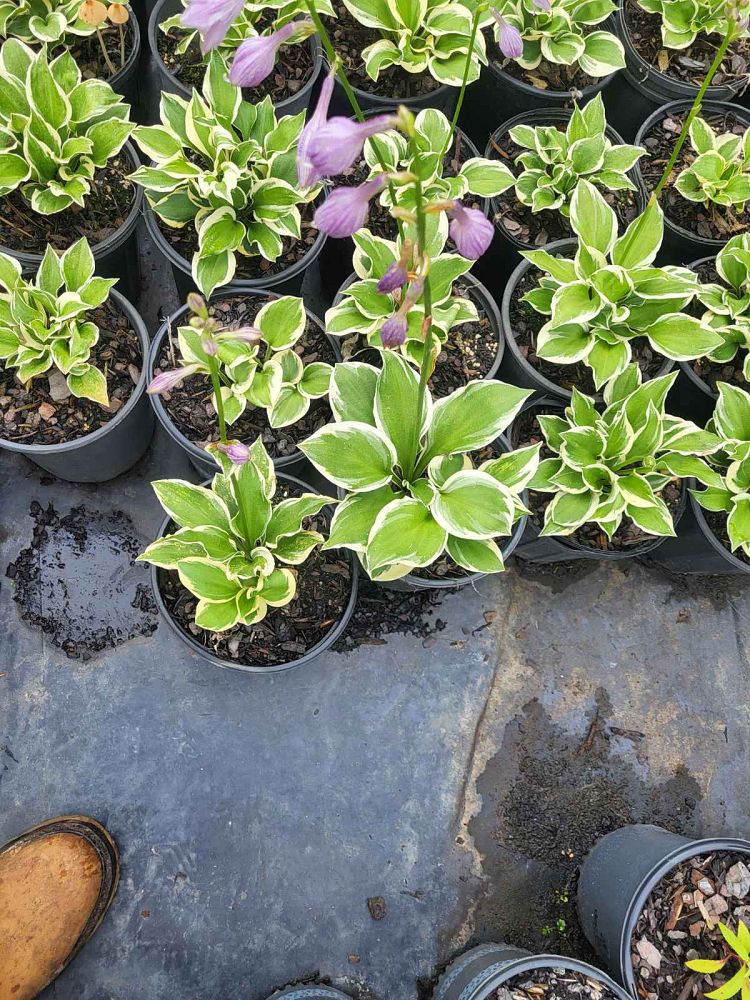hosta-plantain-lily
