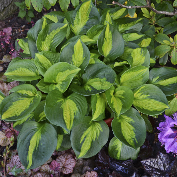 hosta-pocketful-of-sunshine