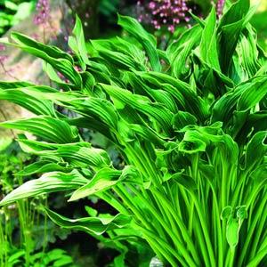 hosta-praying-hands-plantain-lily