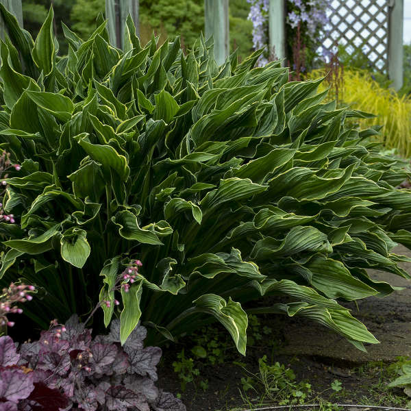 hosta-praying-hands-plantain-lily