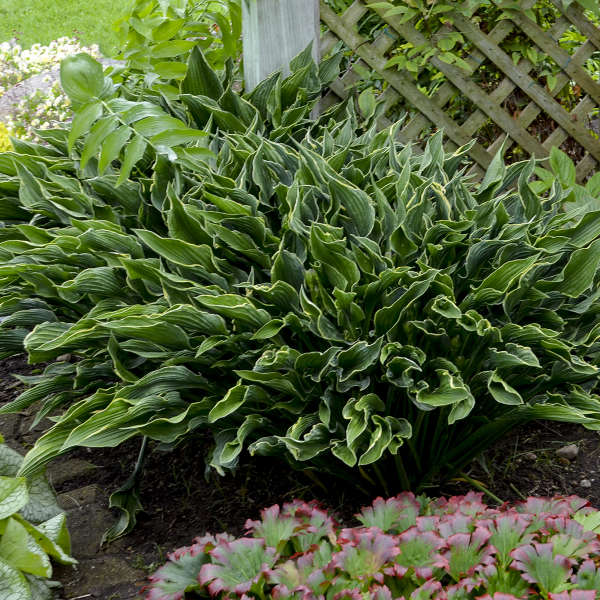 hosta-praying-hands-plantain-lily