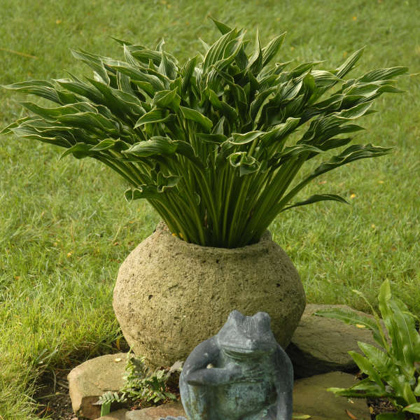 hosta-praying-hands-plantain-lily
