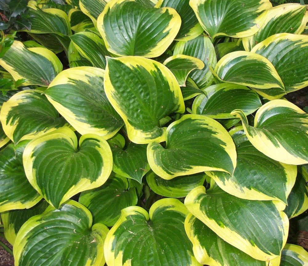 hosta-queen-josephine-plantain-lily