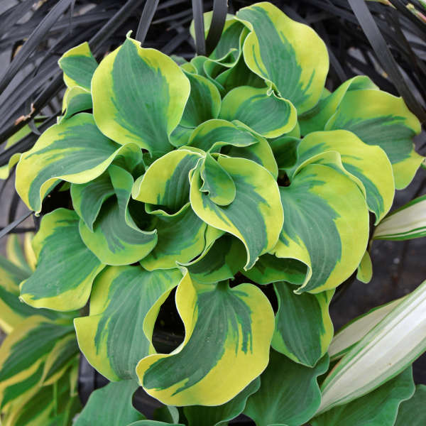 hosta-school-mouse-plantain-lily
