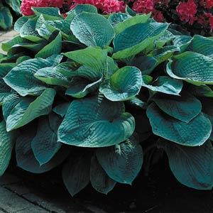 hosta-sieboldiana
