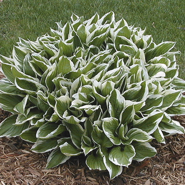 hosta-sieboldii-hosta-albomarginata