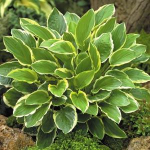 hosta-so-sweet-plantain-lily