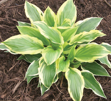 hosta-so-sweet-plantain-lily